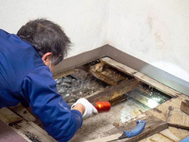 Mold Removal and Inspection in Palatine, IL