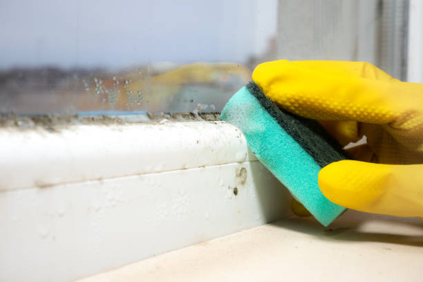 Best Black Mold Removal  in Palatine, IL
