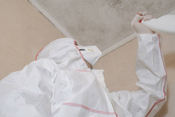 Best Mold Damage Repair  in Palatine, IL