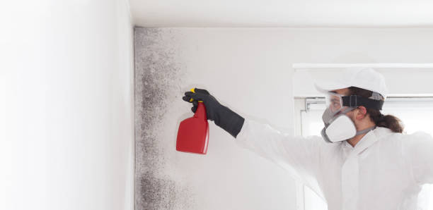 Best Certified Mold Removal  in Palatine, IL