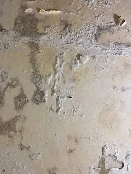 Best Emergency Mold Removal  in Palatine, IL