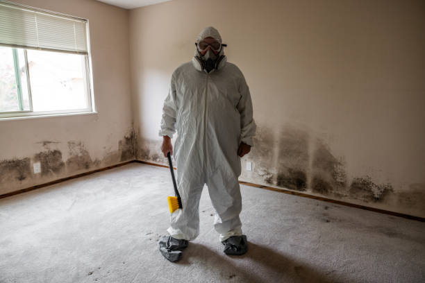 Best Commercial Mold Removal  in Palatine, IL