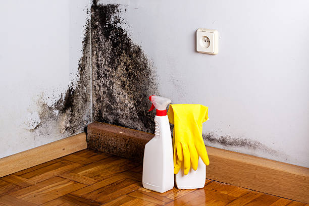 Best Fast Mold Removal  in Palatine, IL