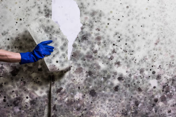 Best Office Mold Removal Services  in Palatine, IL