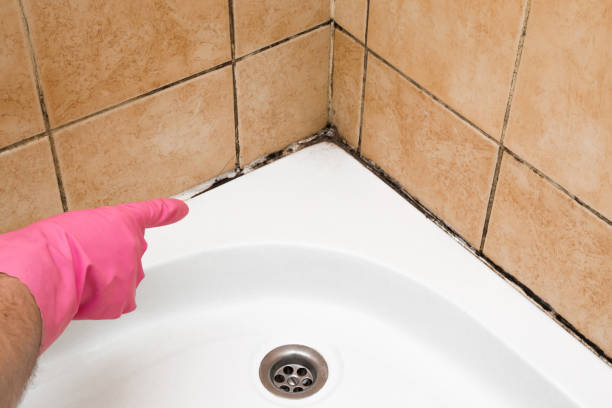 Trusted Palatine, IL Mold Removal Experts